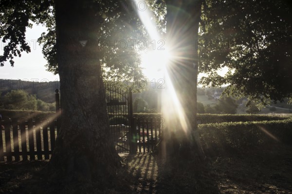 Sunbeams shine through lime trees (Tilia) behind a fence, creating a peaceful and idyllic atmosphere, Bühler cemetery, Freudenberg, Germany