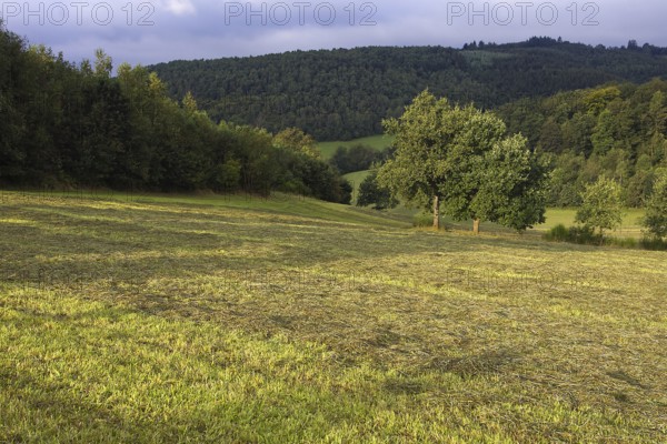 Autumnal fields with trees and sunlight in a hilly landscape, Siegen