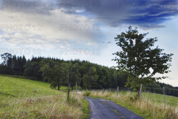 A narrow path winds its way through a tranquil landscape with trees and a beautiful sky, Siegen