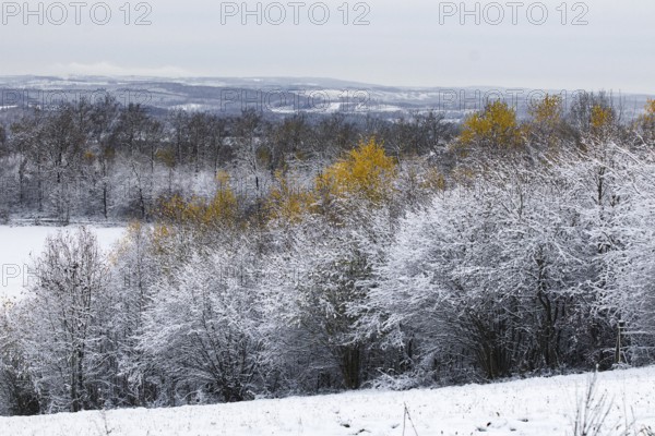 Snow-covered trees and hills with scattered golden leaves in a wintry landscape, Siegen