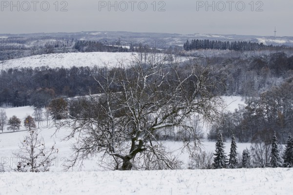 A bare tree in front of a snow-covered landscape that appears cold and calm in winter, Siegen