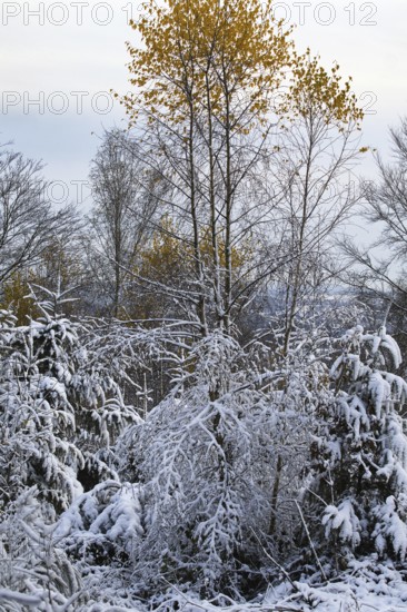Snow-covered trees and bushes in a tranquil winter landscape, Siegen