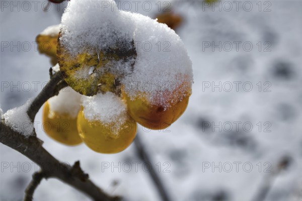Snow-covered orange fruit hanging from a branch in winter, Siegen