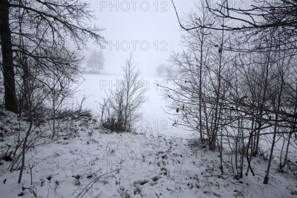 Winter landscape with snow-covered bushes and bare trees, Siegen