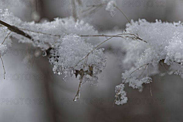 Snow-covered branch with ice crystals and hanging water, Siegen