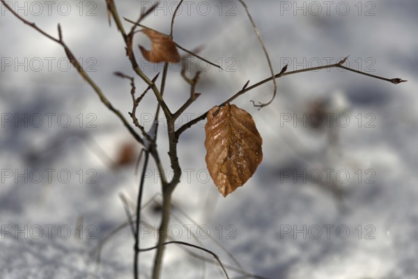 Brown beech leaf (Fagus sylvatica) on a snow-covered branch in winter, Siegen