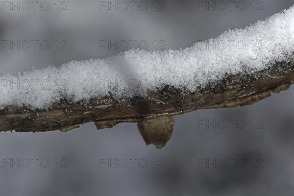 Close-up of a snow-covered branch in winter, Siegen