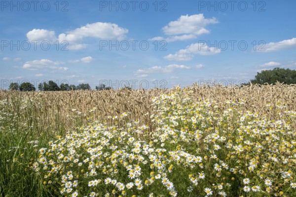 Camomile in front of a ripe cornfield under a blue sky with clouds, Münsterland, North Rhine-Westphalia, Germany