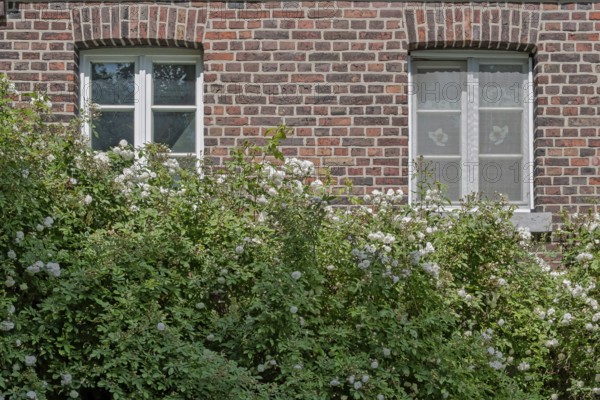 Brick façade with two windows and a white climbing rose, Münsterland, North Rhine-Westphalia, Germany