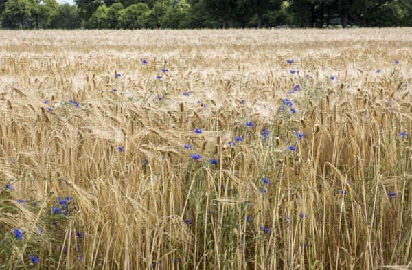 Cereal field with cornflowers, Münsterland, North Rhine-Westphalia, Germany