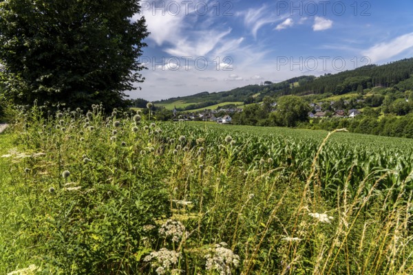 Landscape along the Sauerlandring cycle path, an 84 km long circular cycle path between the towns of Finnentrop, Eslohe, Schmallenberg and Lennestadt, mostly on former railway lines, here near Finnentrop-Serkenrode, Sauerland, North Rhine-Westphalia, Germany