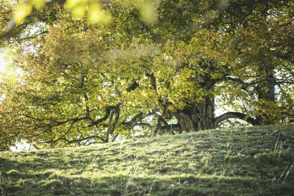 Tree, Königsalm, Upper Bavaria, Bavaria, Germany