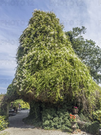 Tree in a garden covered in flowering ivy in Skillinge, Simrishamn municipality, Sweden, Scandinavia