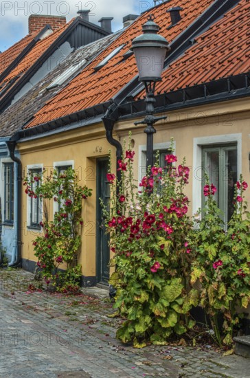 Cobblestone street with small colored house and street lamp and hollyhocks flowers in Ystad, Skåne county, Sweden, Scandinavia