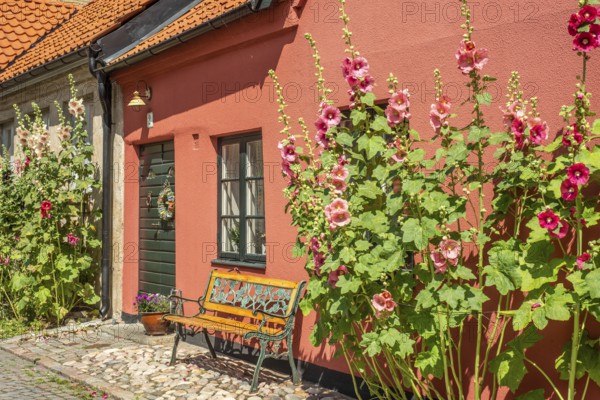Cobblestone street with small colored house and bench and hollyhocks flowers in Ystad, Skåne county, Sweden, Scandinavia