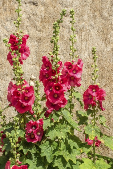 Flowering red hollyhocks at a wall in Ystad, Skåne county, Sweden, Scandinavia