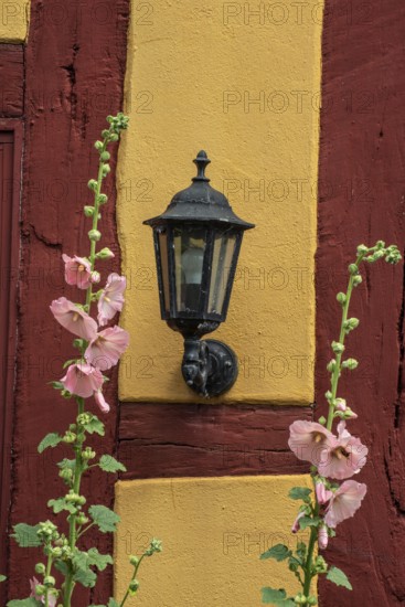 Flowering pink hollyhocks at an old half timbered wall with lamp in Ystad, Skåne county, Sweden, Scandinavia