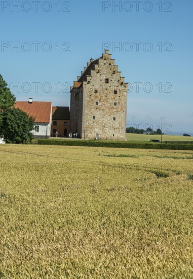 Field of ripe wheat in front of the medieval castle Glimmingehus in Simrishamn municipality, Skåne county, Sweden, Scandinavia