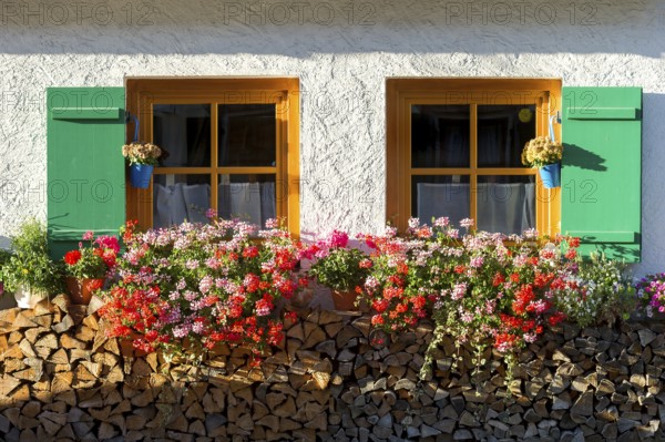 Farmhouse with geraniums (Pelargonium spec.) at the windows and stacked firewood, Graswang, Ettal, Unterammergau, Garmisch-Partenkirchen, Upper Bavaria, Bavaria, Germany