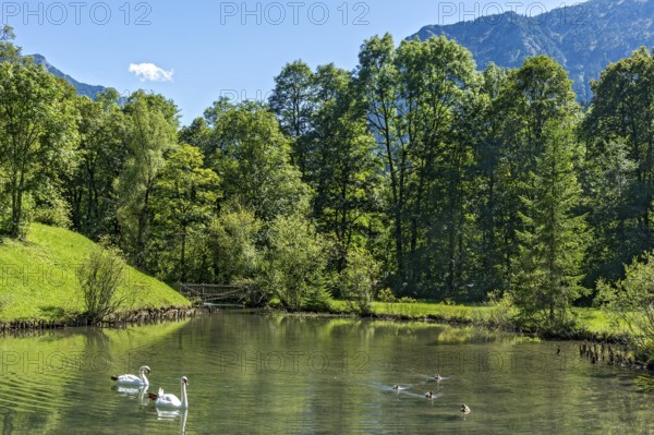 Swan pond with swans and ducks, park of Linderhof Castle, UNESCO World Heritage Site, Ettal, Ammergau Alps, Unterammergau, Garmisch-Partenkirchen, Upper Bavaria, Bavaria, Germany