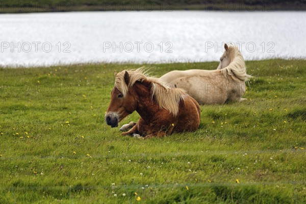Two Icelandic horses, also known as Icelandic ponies, grazing in a meadow, Snæfellsnes, Snaefellsnes, Iceland