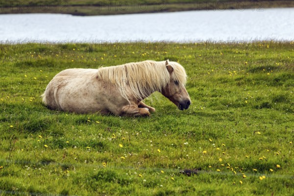 Icelandic horse, also known as Icelandic pony, lying in a meadow, Snæfellsnes, Snaefellsnes, West Iceland, Iceland