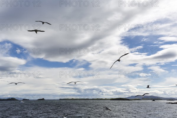 Coastal landscape with water and birds, seagulls flying in the cloudy sky, Stykkisholmur, Snæfellsnes, Snaefellsnes, West Iceland, Iceland
