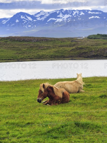 Two Icelandic horses, also known as Icelandic ponies, grazing in a meadow, mountains on the horizon, Snæfellsnes, Snaefellsnes, Iceland