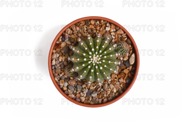 Top view of small 'Echinopsis Hybrid' cactus plant in flower pot on white background