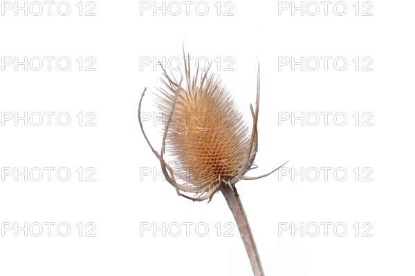 Dry Cirsium plume thistle flower on white background