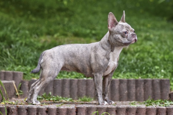 Lilac brindle French Bulldog dog with long healthy nose and tail