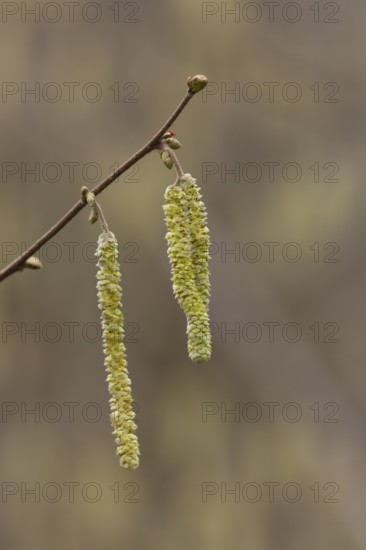 Hazel tree (Corylus avellana) catkins in spring, England, United Kingdom