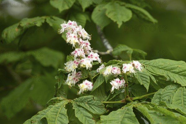 European horse chestnut tree (Aesculus hippocastanum) flowers in spring, England, United Kingdom