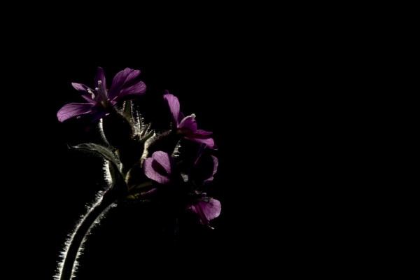 Red campion (Silene dioica) flowers backlit, England, United Kingdom
