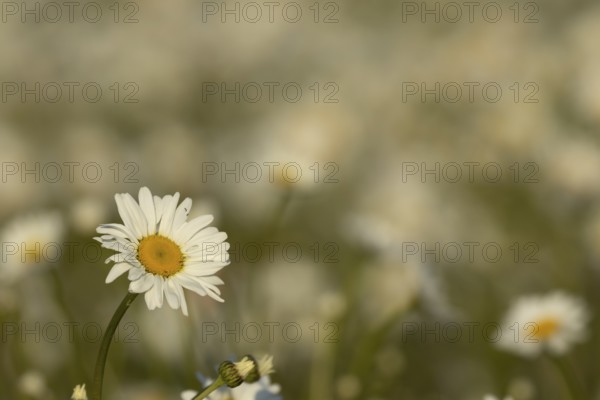 Oxeye daisy (Leucanthemum vulgare) flower in summer, England, United Kingdom