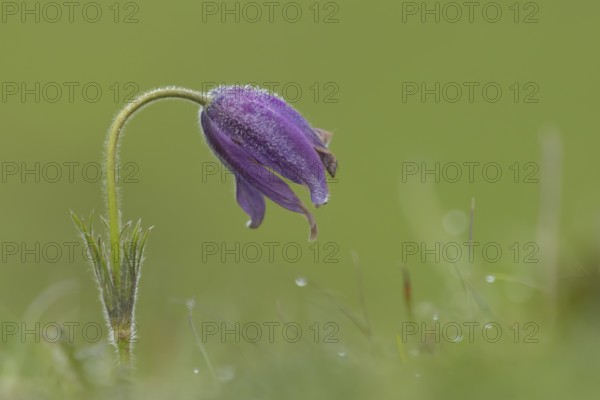 Pasqueflower (Pulsatilla vulgaris) purple flower in grassland in spring, England, United Kingdom