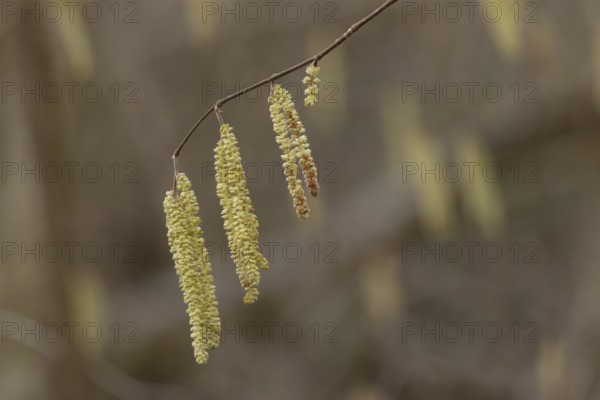Hazel tree (Corylus avellana) catkins in spring, England, United Kingdom