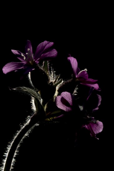 Red campion (Silene dioica) flowers backlit, England, United Kingdom
