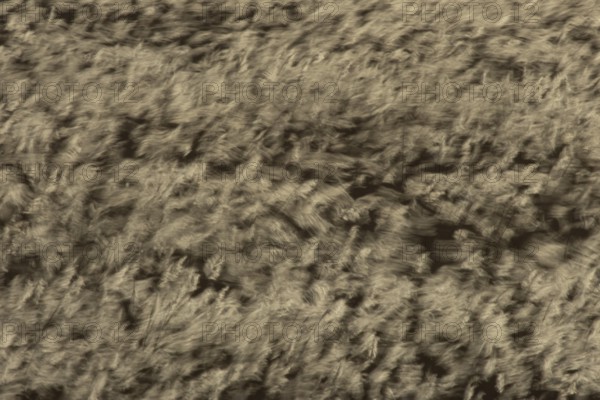 Common reed (Phragmites australis) reeds in a reedbed blowing in the wind abstract image, England, United Kingdom