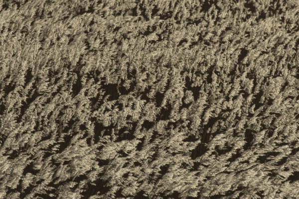 Common reed (Phragmites australis) reeds in a reedbed, England, United Kingdom