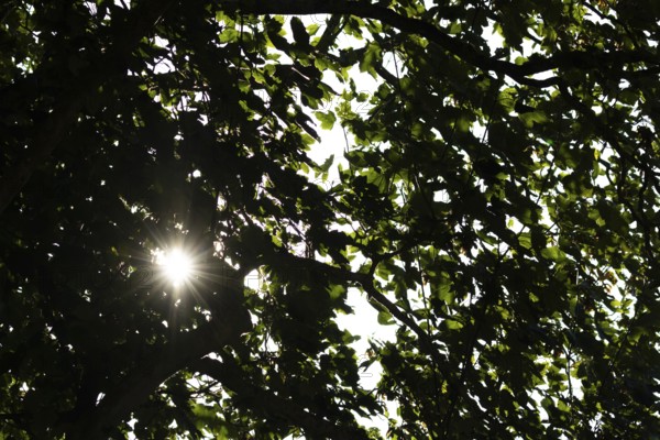 Sunlight shining through tree branches and leaves in summer, England, United Kingdom