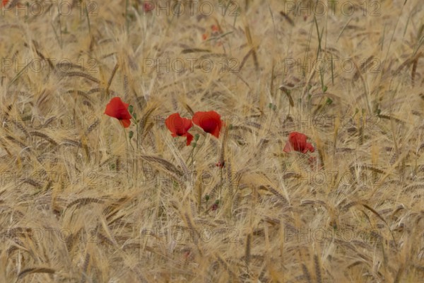 Common field poppy (Papaver rhoeas) flowers in a ripe farmland barley crop in summer, England, United Kingdom