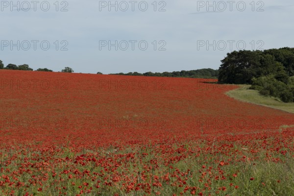 Common field poppy (Papaver rhoeas) flowers in a arable field in summer, England, United Kingdom