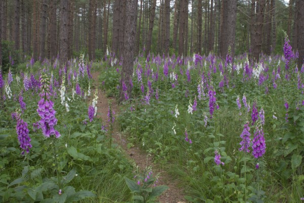 Foxglove (Digitalis purpurea) flowering plants in a woodland in summer, England, United Kingdom