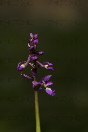 Early purple orchid (Orchis mascula) flower in a woodland in spring, England, United Kingdom