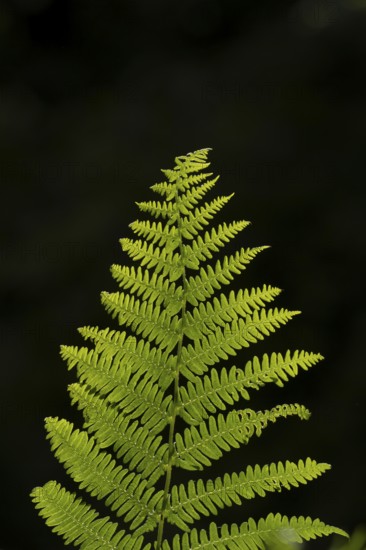 Bracken (Pteridium aquilinum) leaf or frond in a woodland in summer, England, United Kingdom