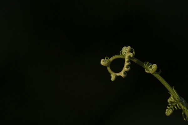 Bracken (Pteridium aquilinum) leaf or frond in a woodland in summer, England, United Kingdom