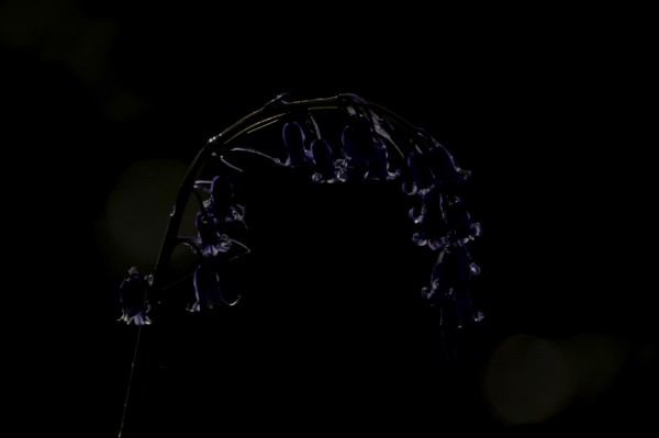 English bluebell (Hyacinthoides non-scripta) single flower in a woodland backlit in spring, England, United Kingdom