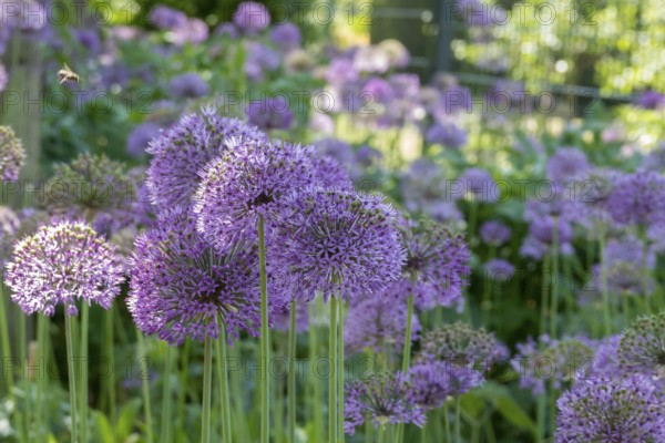 Allium blossom in the district educational garden, Burgsteinfurt, Steinfurt, Münsterland, North Rhine-Westphalia, Germany