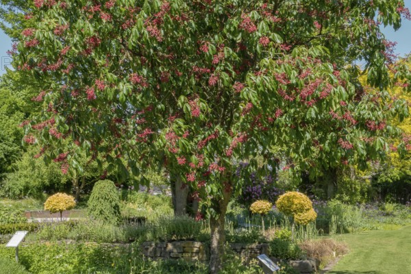 Aesculus pavia (Aesculus pavia), district educational garden, Burgsteinfurt, Münsterland, North Rhine-Westphalia, Germany